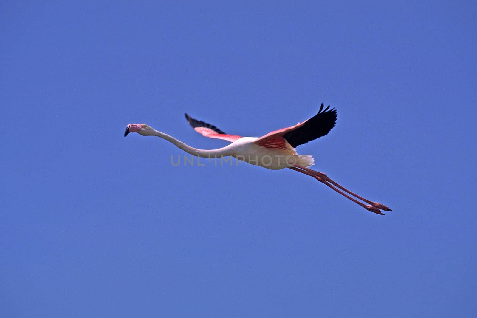 Flamingo in flight,Phoenicopterus ruber,Camargue