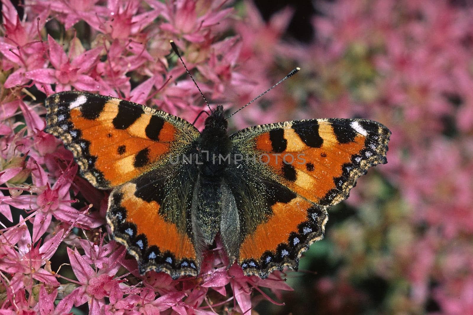 Nymphalis urticae,Aglais urticae,Sedum telephium