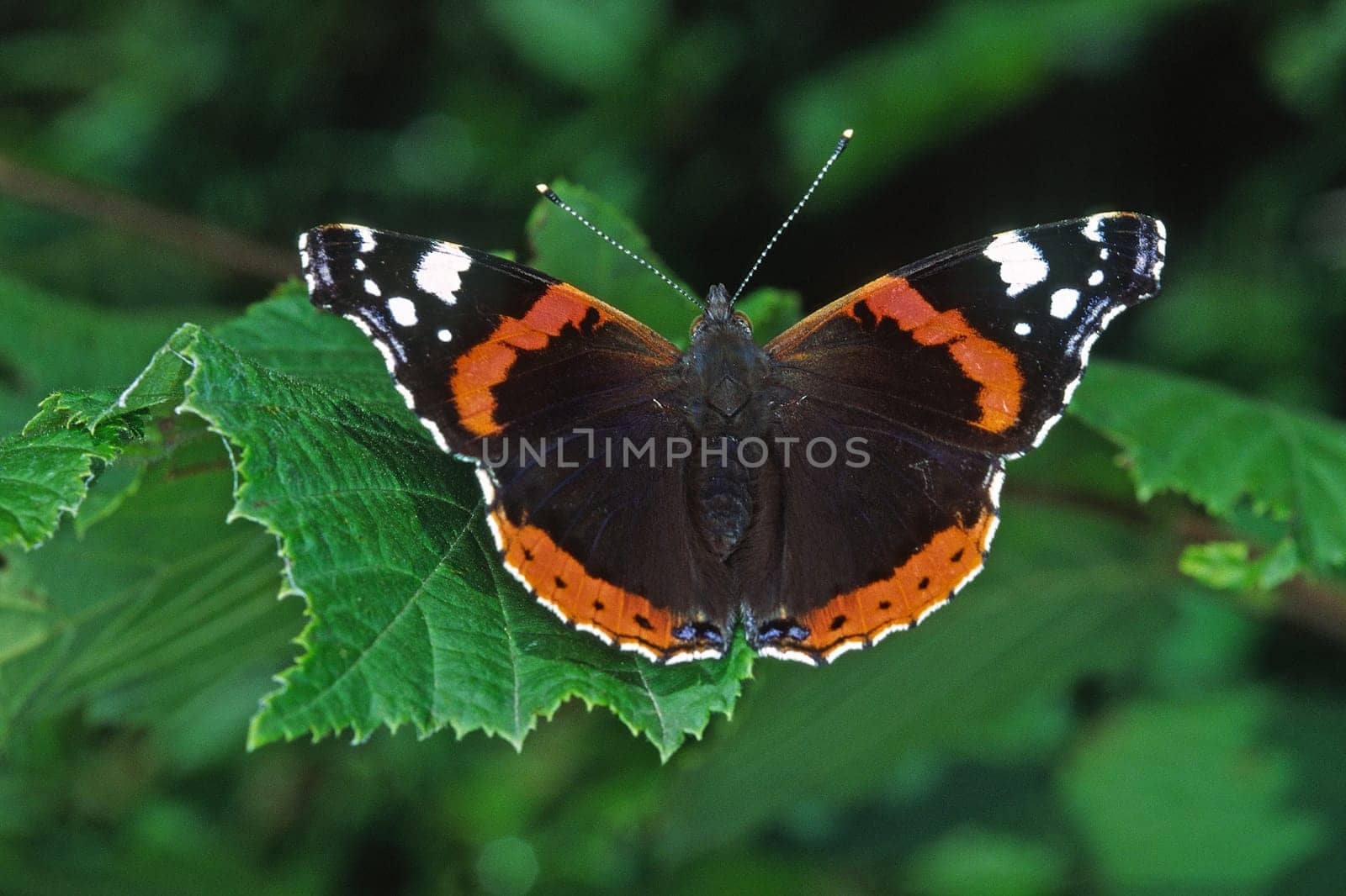 Vanessa atalanta,Admiral