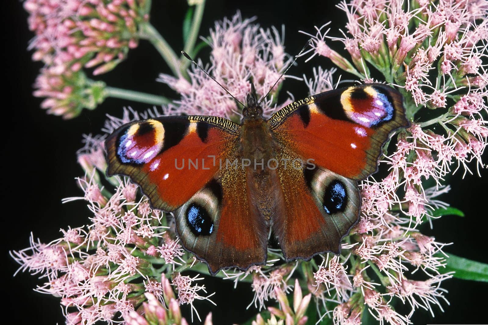 Nymphalis io,Inachis io,Peacock on water dost,Eupatorium cannabinum