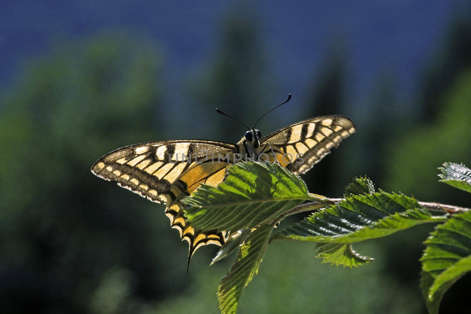 Papilio machaon,swallowtail