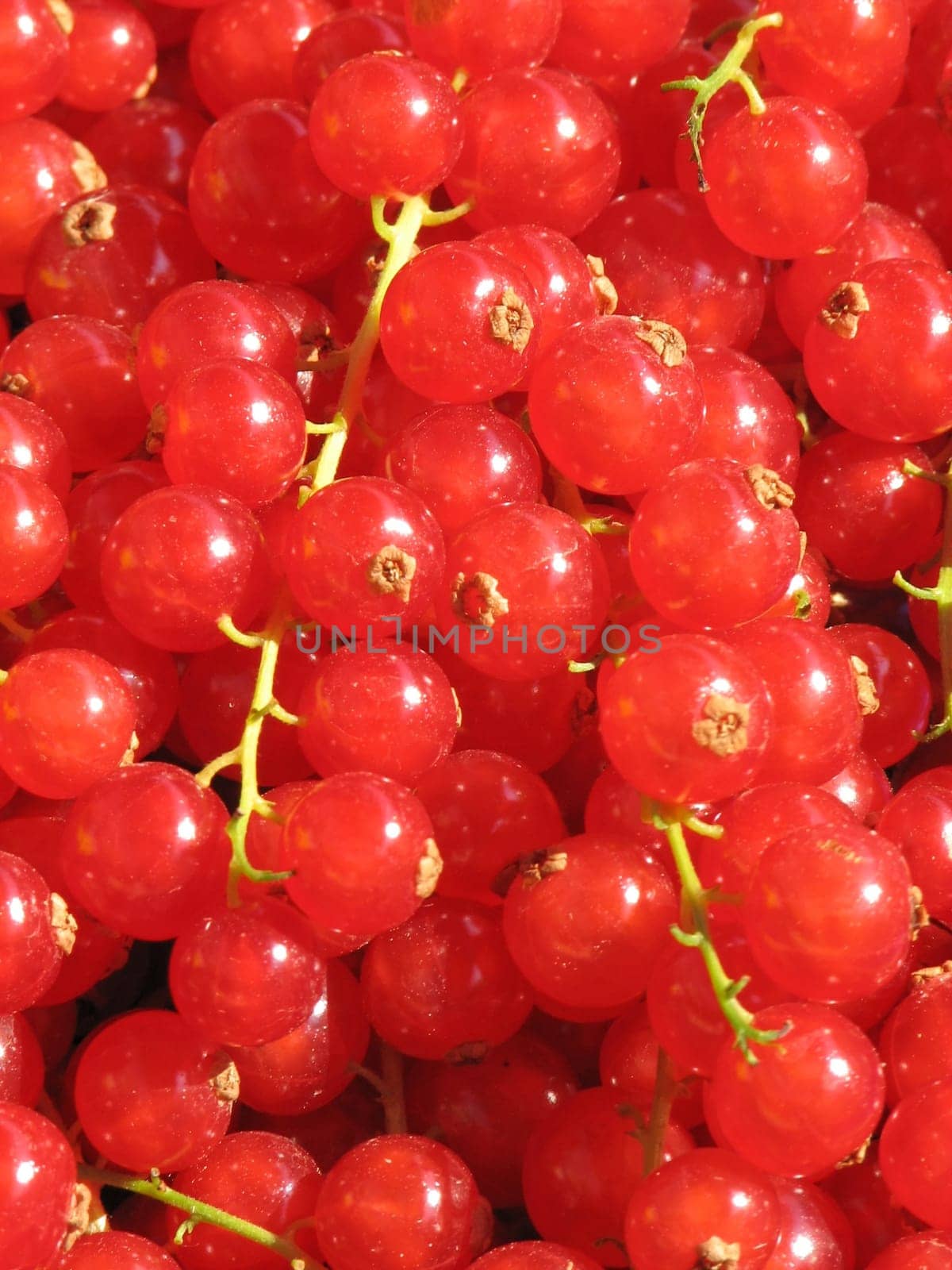 Currants1