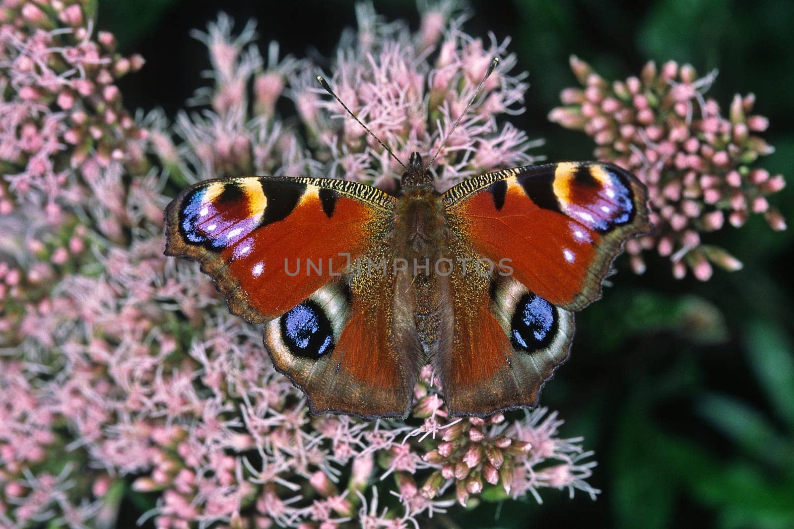 Nymphalis io,Inachis io,Peacock
