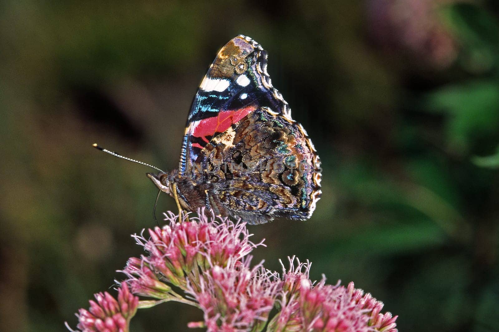 Vanessa atalanta,Admiral,Water dost,Eupatorium cannabinum
