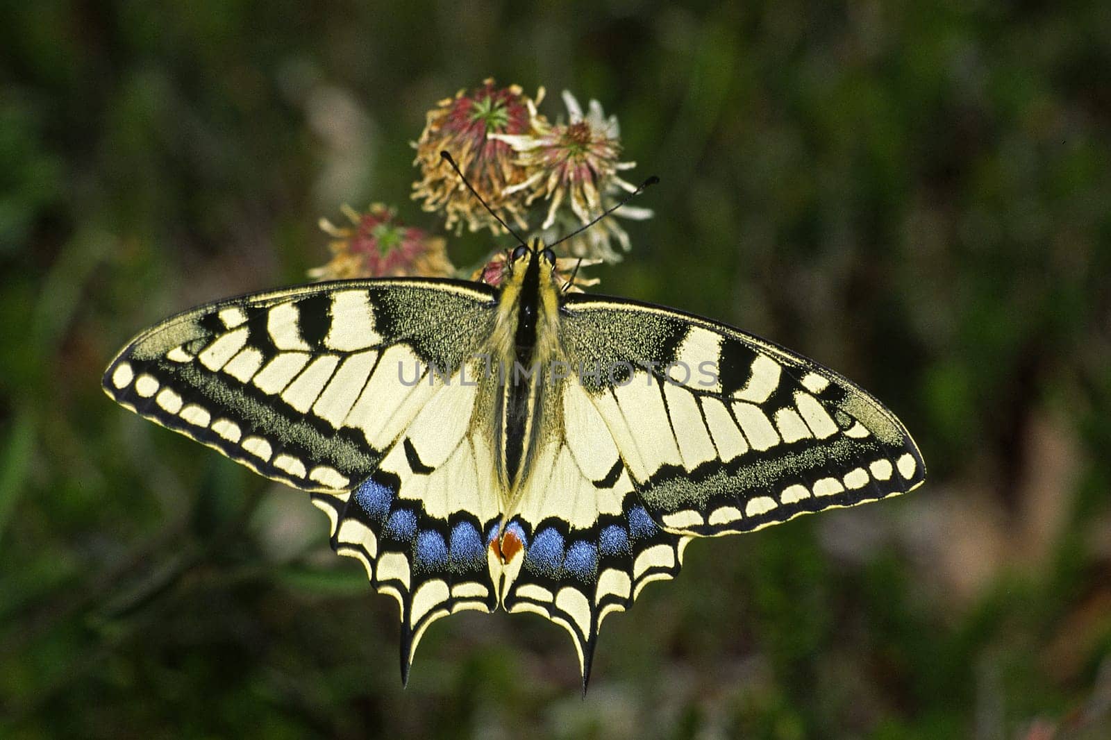 Papilio machaon,swallowtail