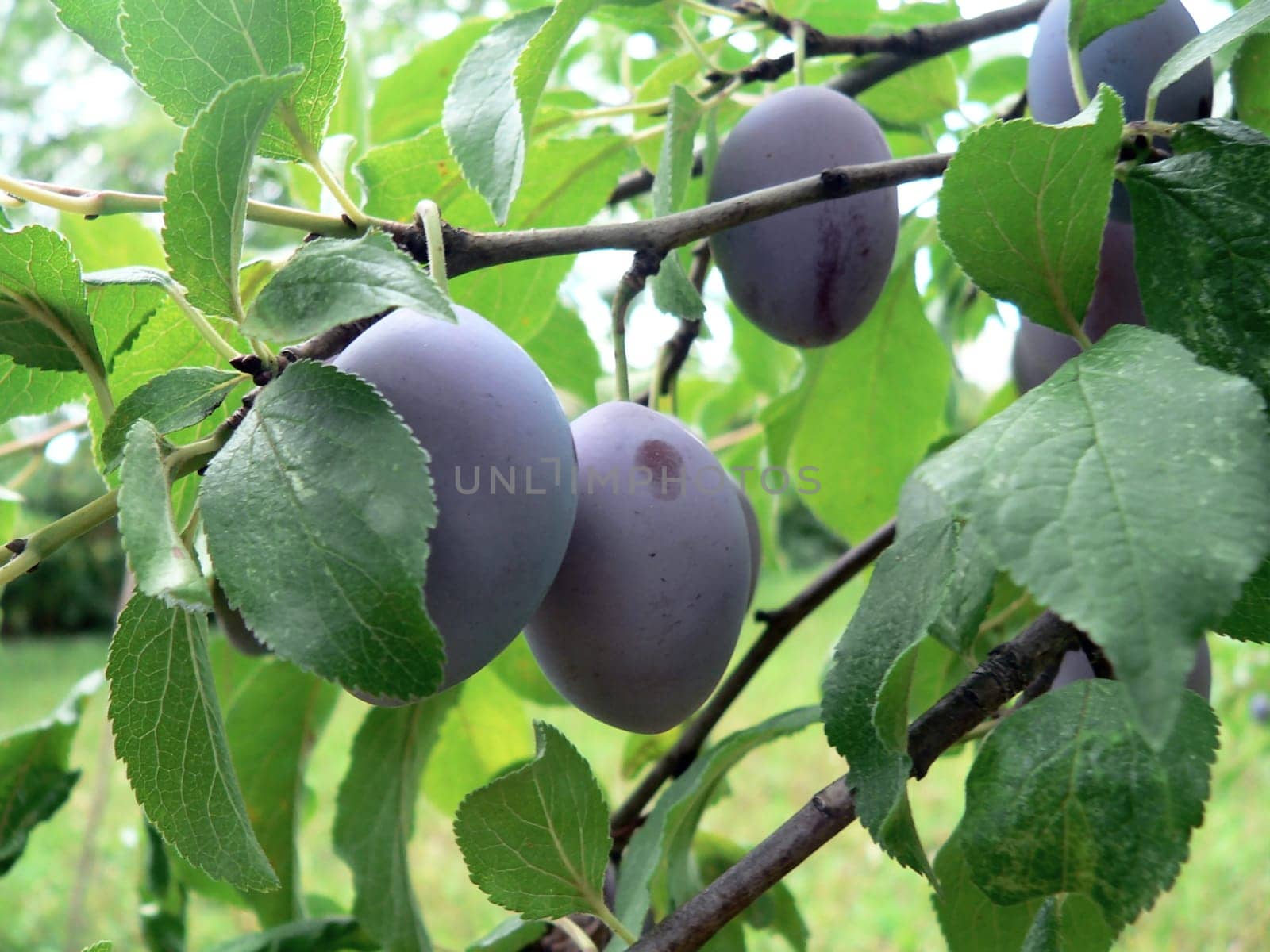 Plums
