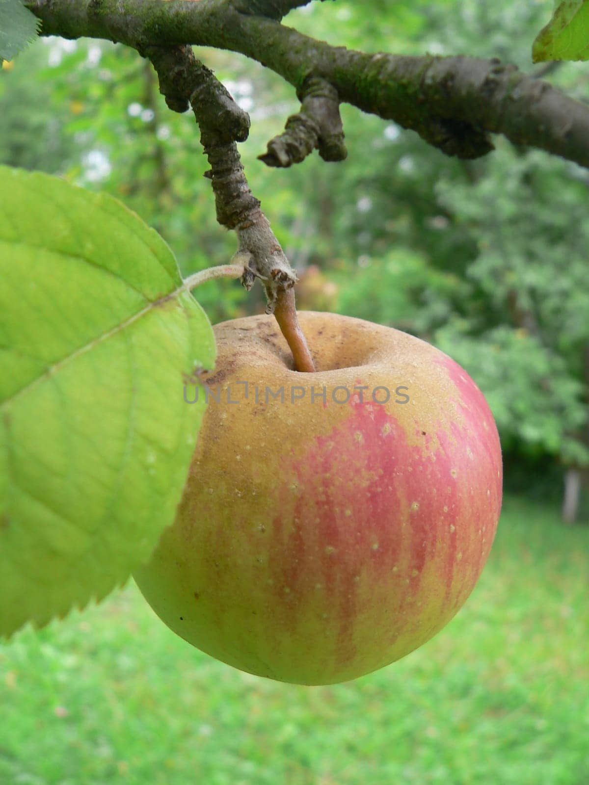 Apples in the garden