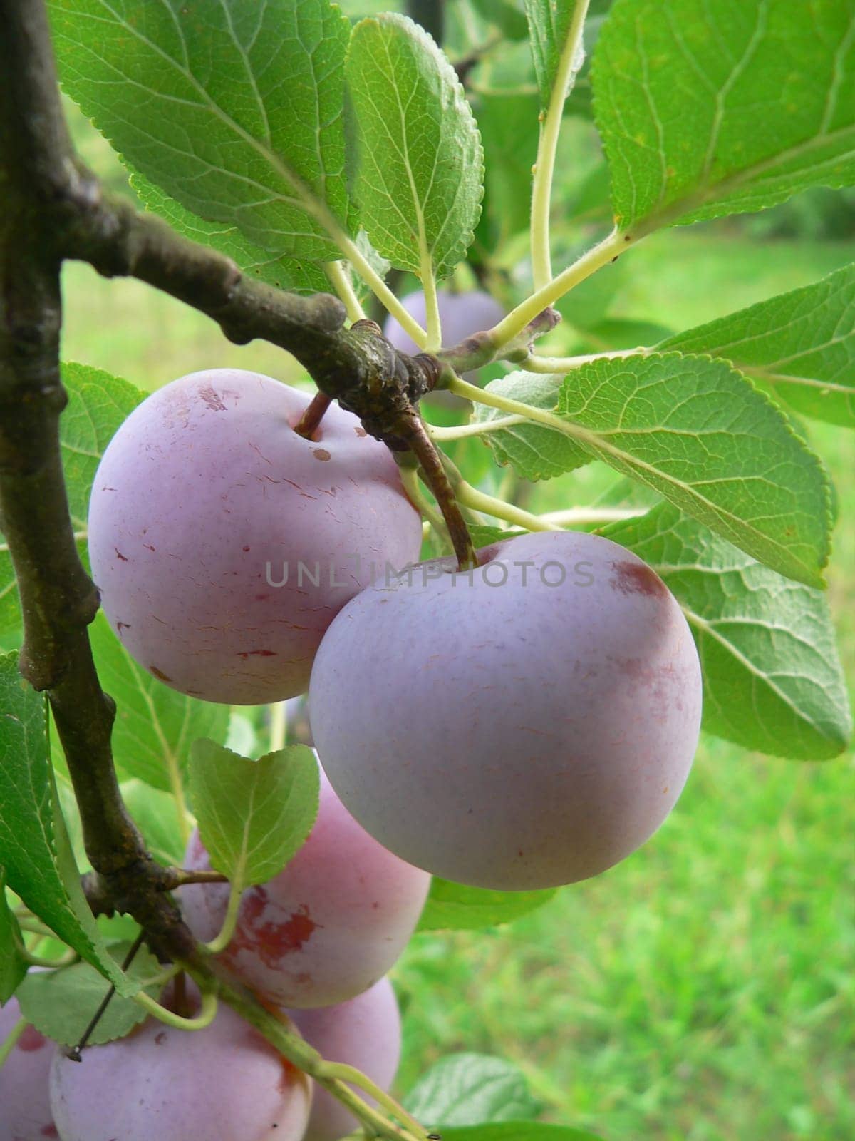 Fruit from the tree