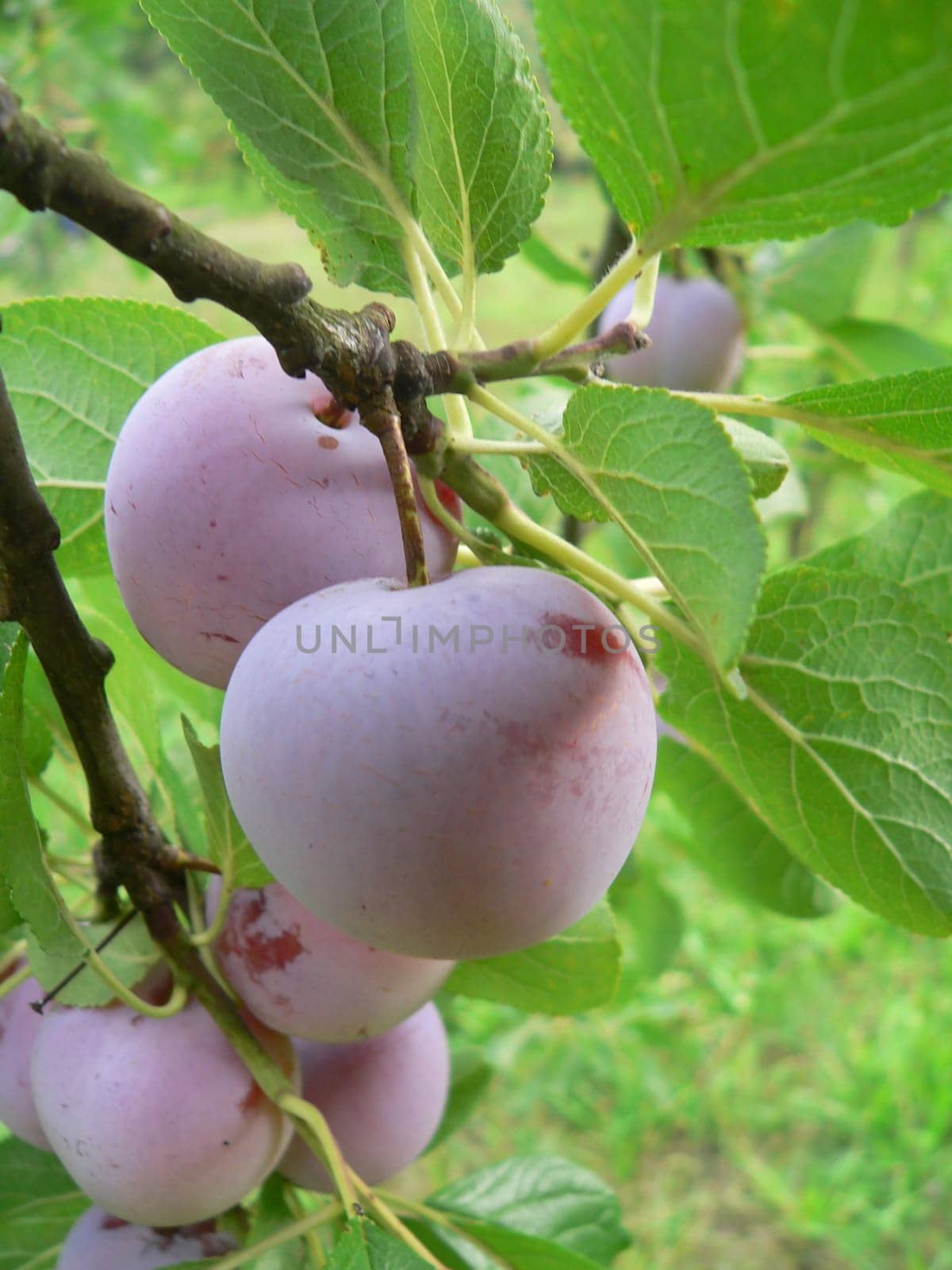 Plum tree