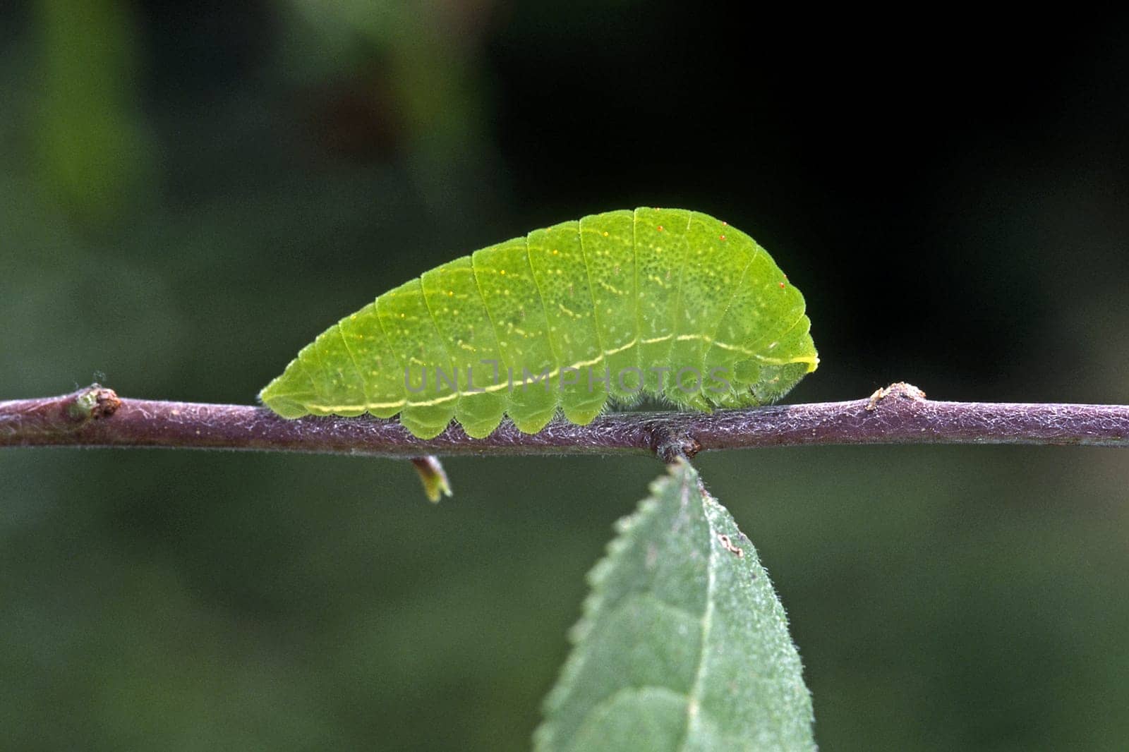 Iphiclides podalirius,Sail Butterfly caterpillar