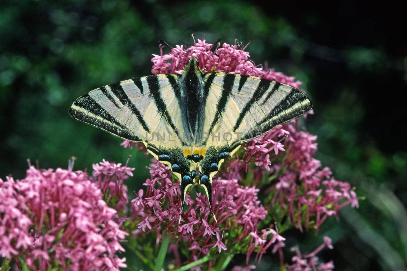 Iphiclides podalirius,Sail Butterfly on Red Spurflower