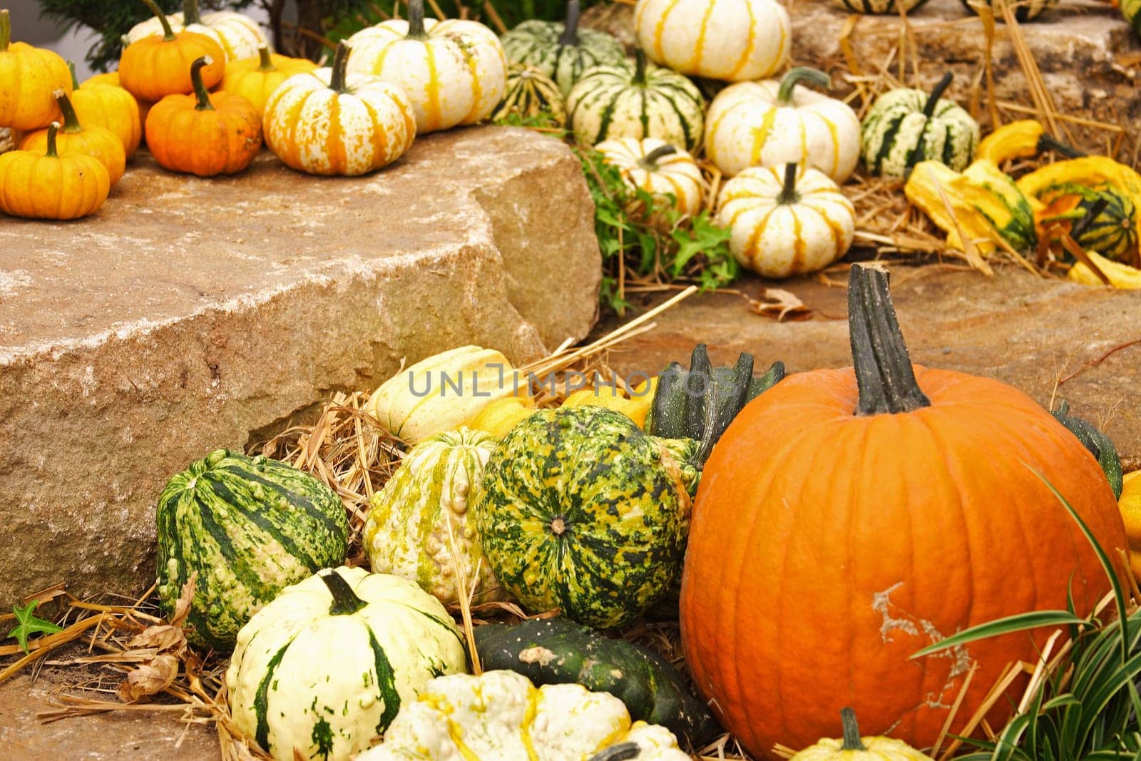 Pumpkin