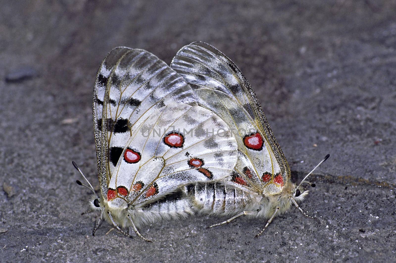 Parnassius apollo,Moselle apollo,copula (mating),strictly protected subspecies on the Moselle