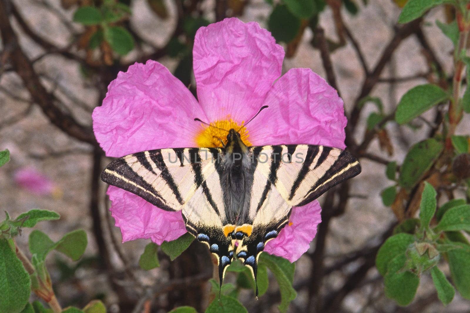 Iphiclides podalirius,Butterfly on cistus