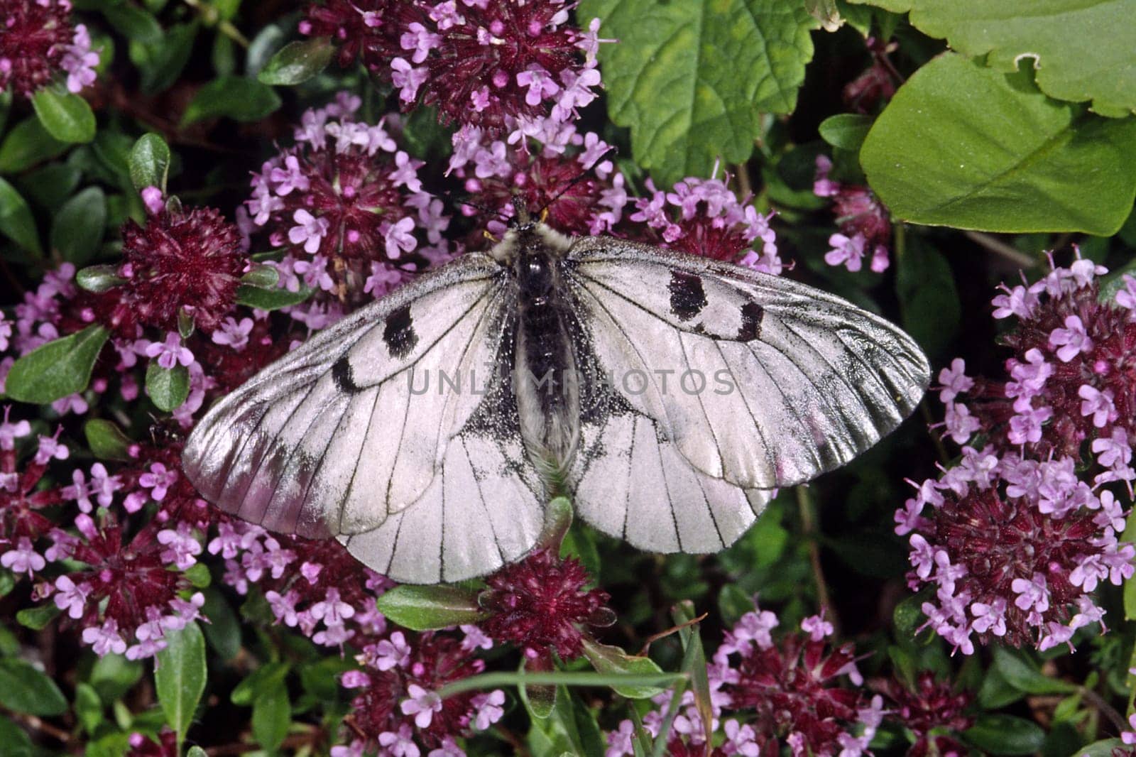 Parnassius mnemosyne,Black Apollo on thyme,thymus