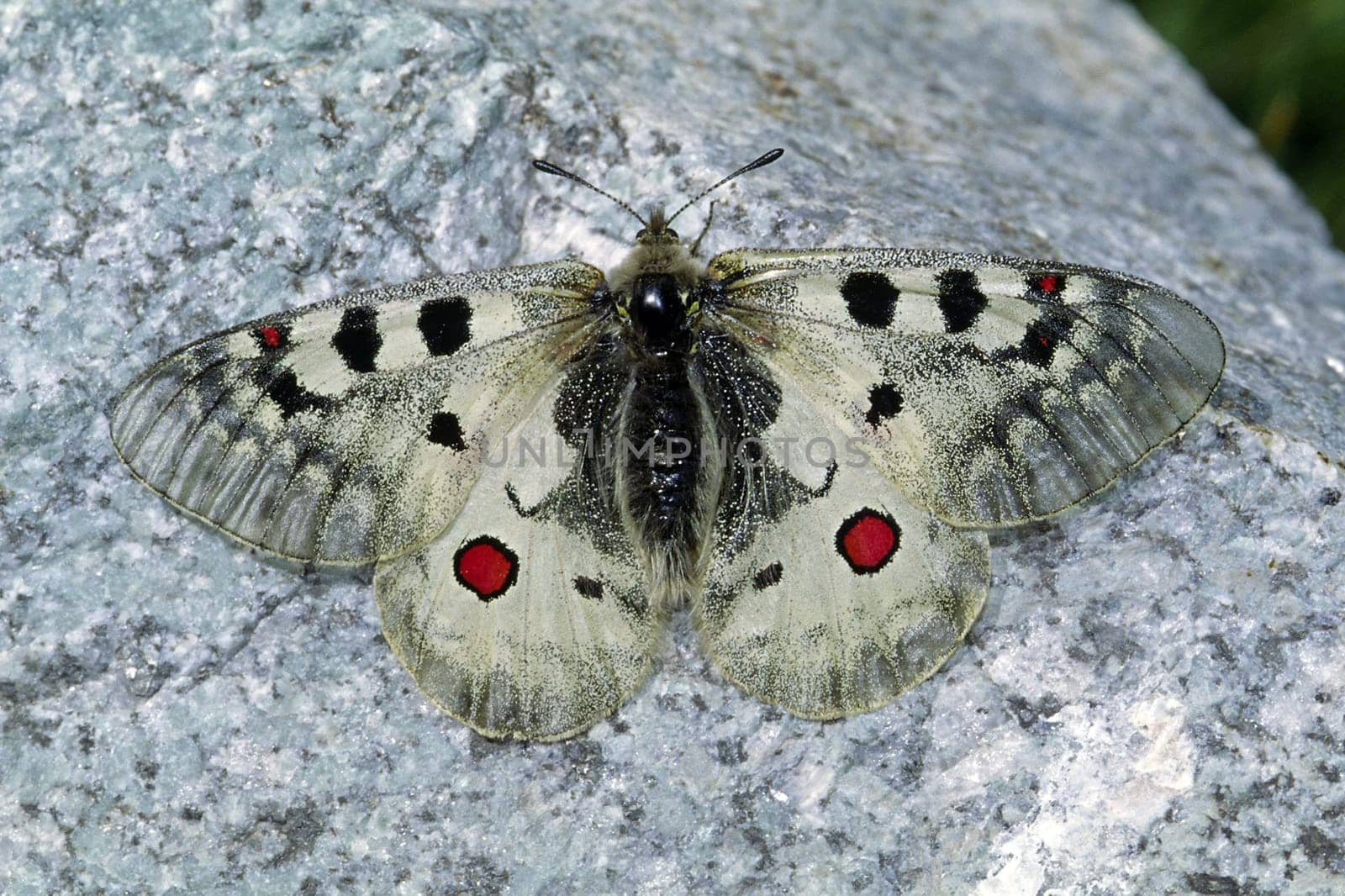 Parnassius phoebus,High Alpine Apollo