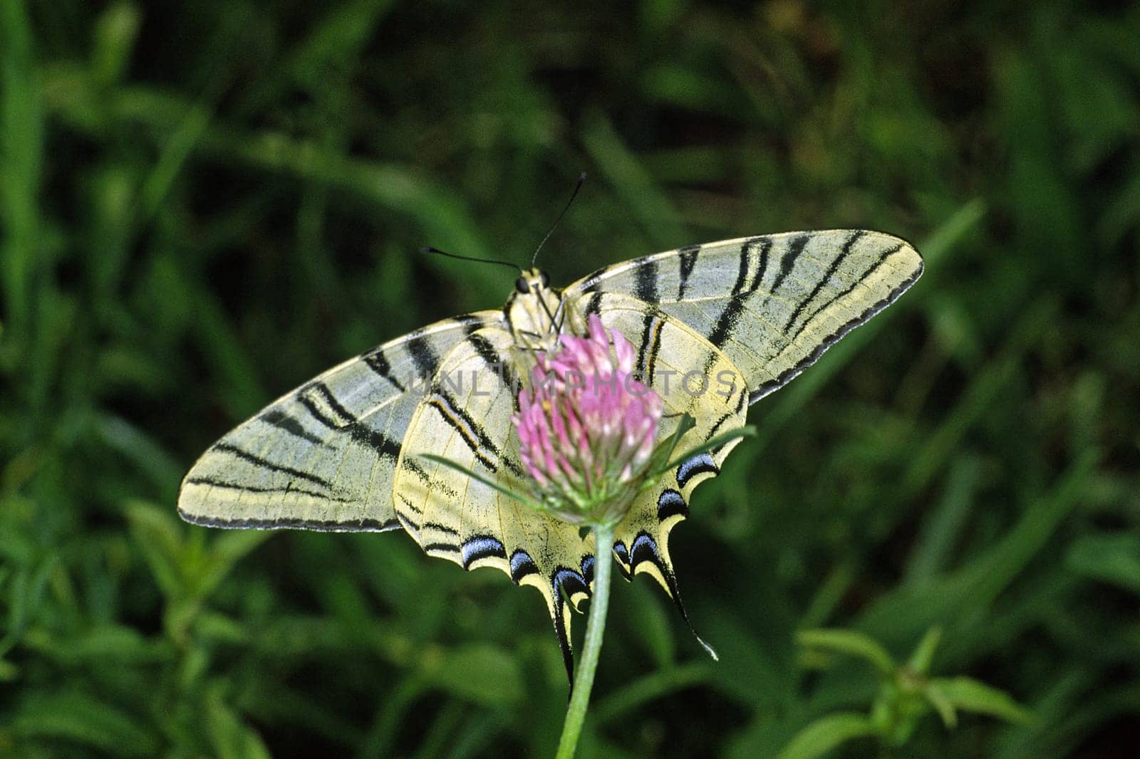 Iphiclides podalirius,Sail Butterfly