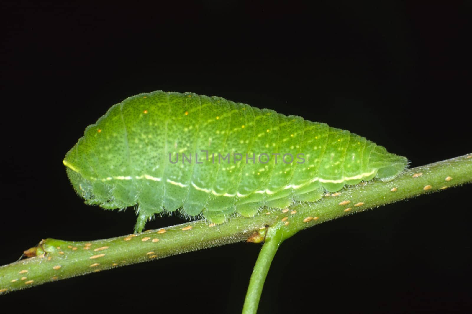 Iphiclides podalirius,Sail Butterfly caterpillar