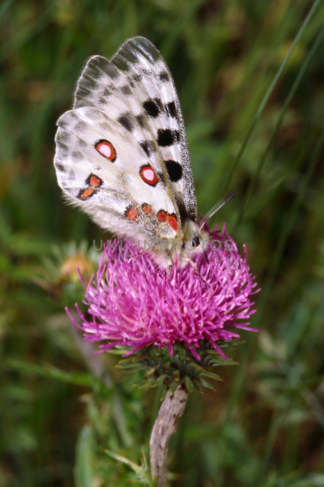 Parnassius apollo, Apollo