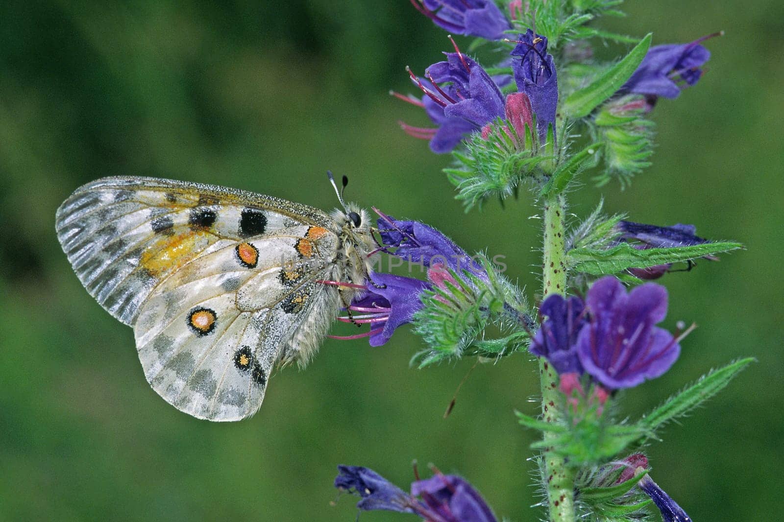Parnassius apollo,Apollo butterfly,Blue viper's bug,Echium vulgare