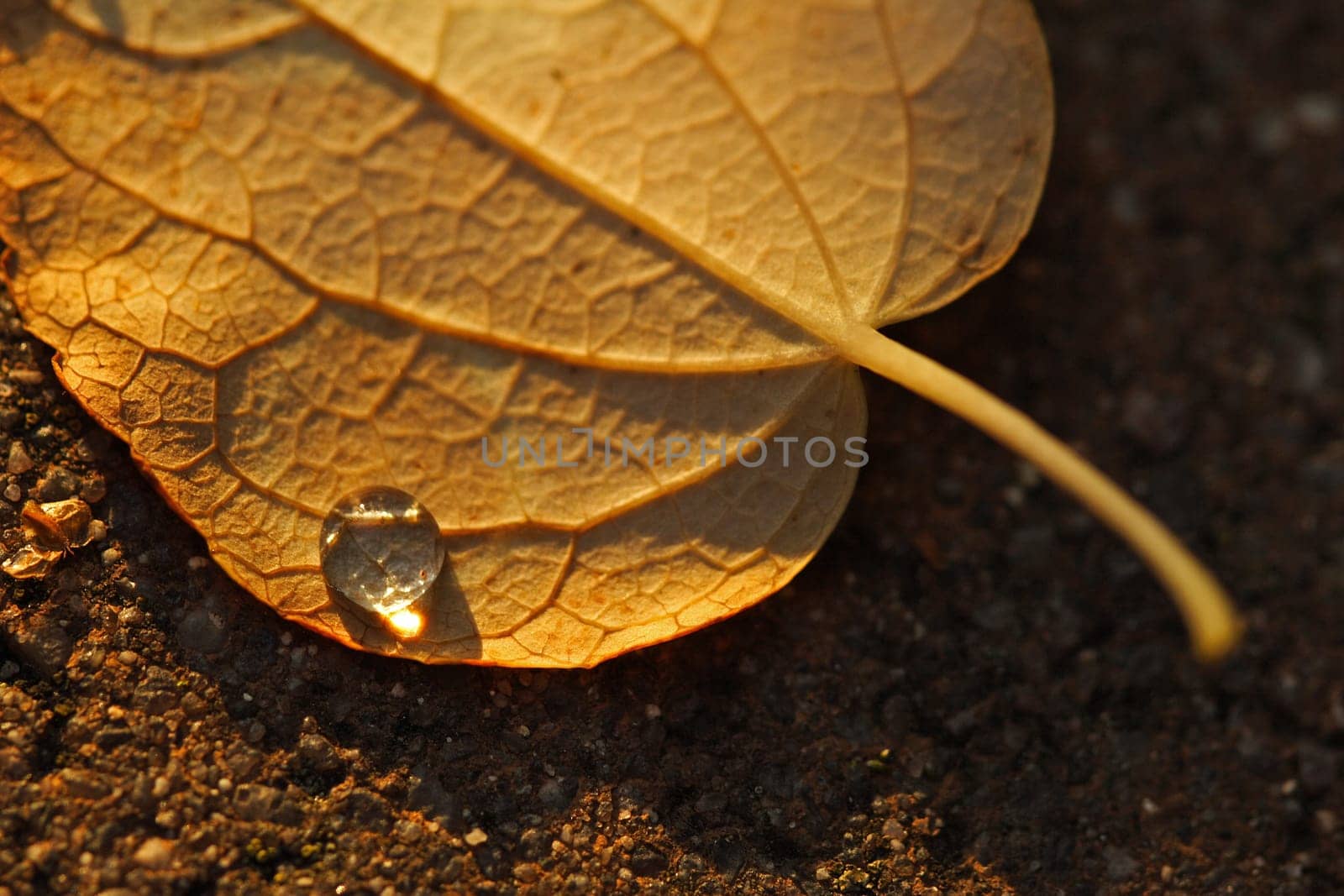 Autumnal(t)