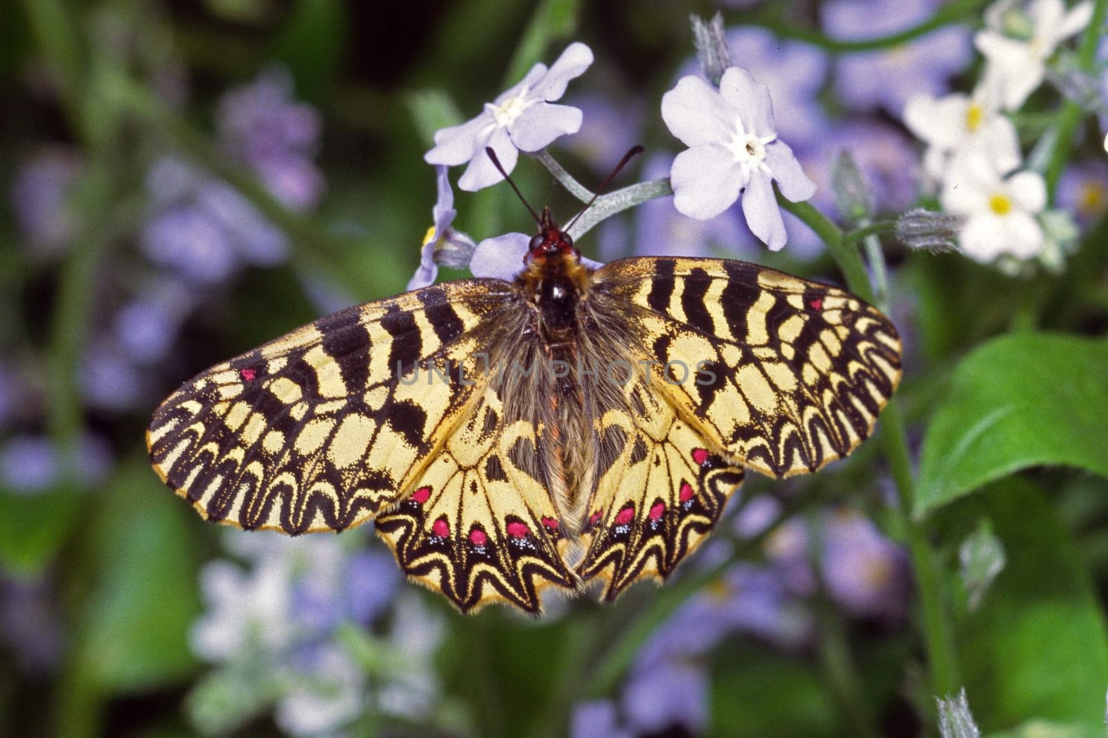 Zerynthia polyxena,Easter lucid butterfly