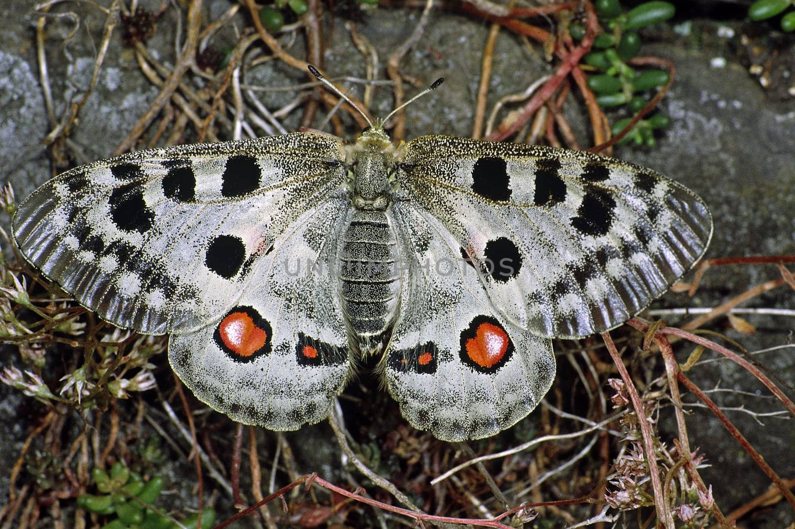 Parnassius apollo,Moselle apollo,endemic protected species