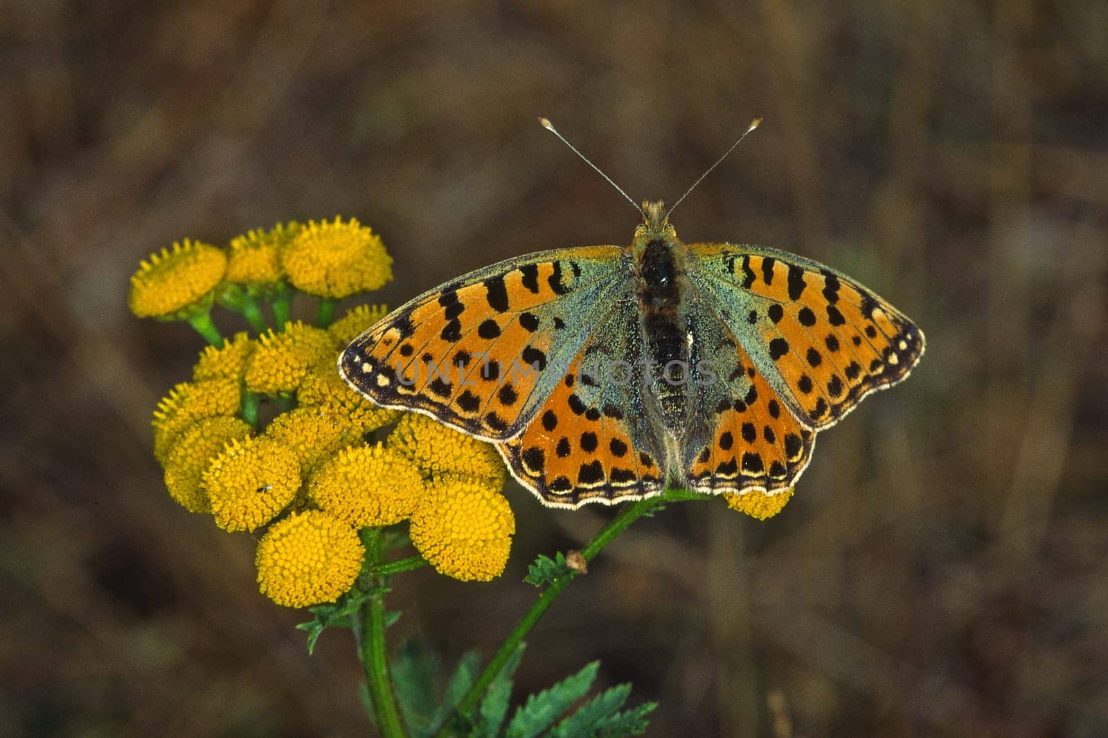 Issoria lathonia,Lesser mother-of-pearl butterfly on tansy,Tanacetum vulgare