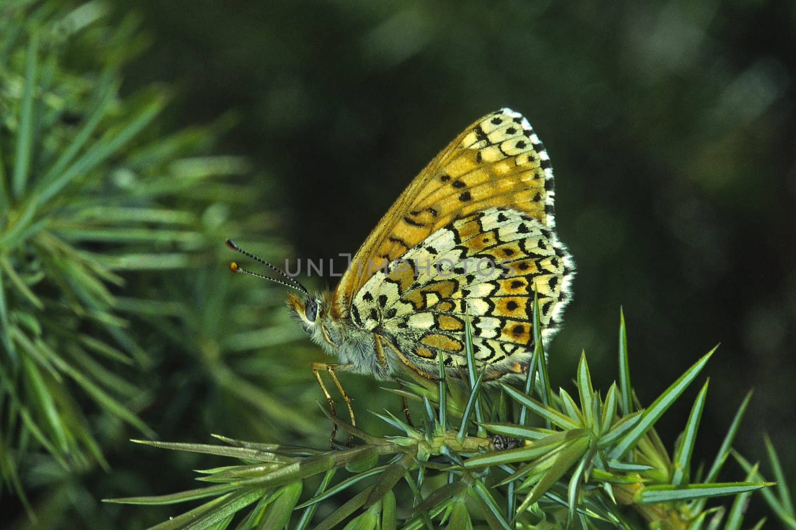 Melitaea cinxia,Common Spotted Butterfly