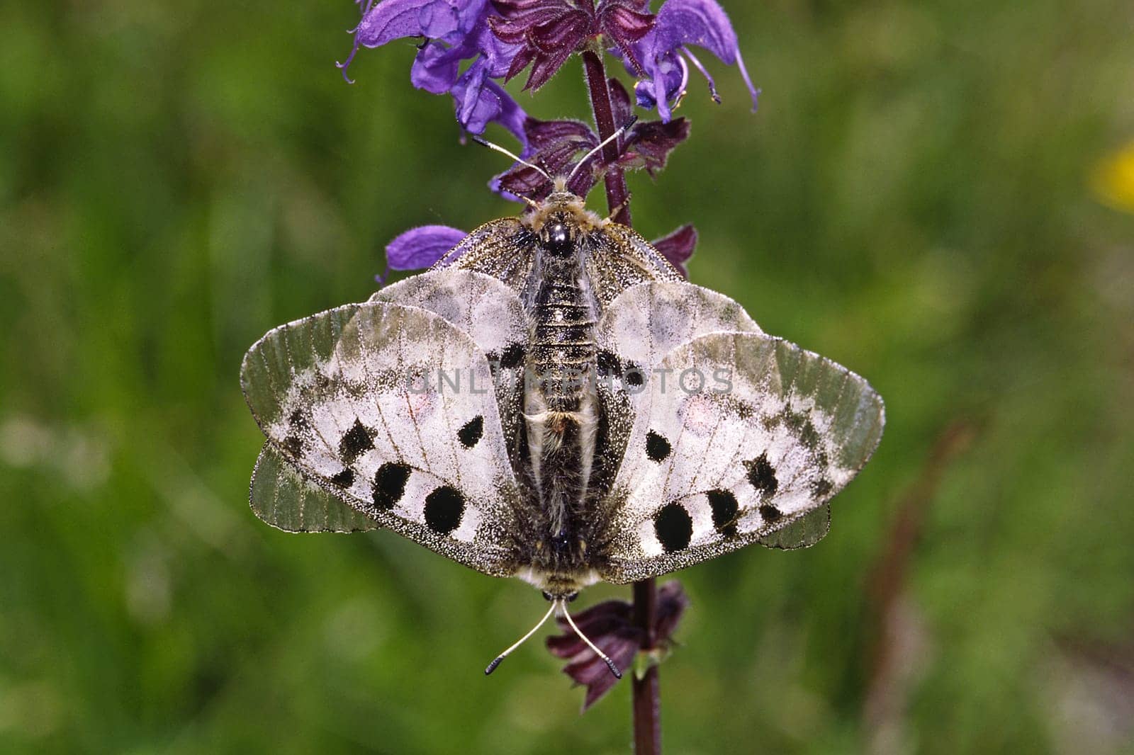 Parnassius apollo,Apollo,copula (mating)
