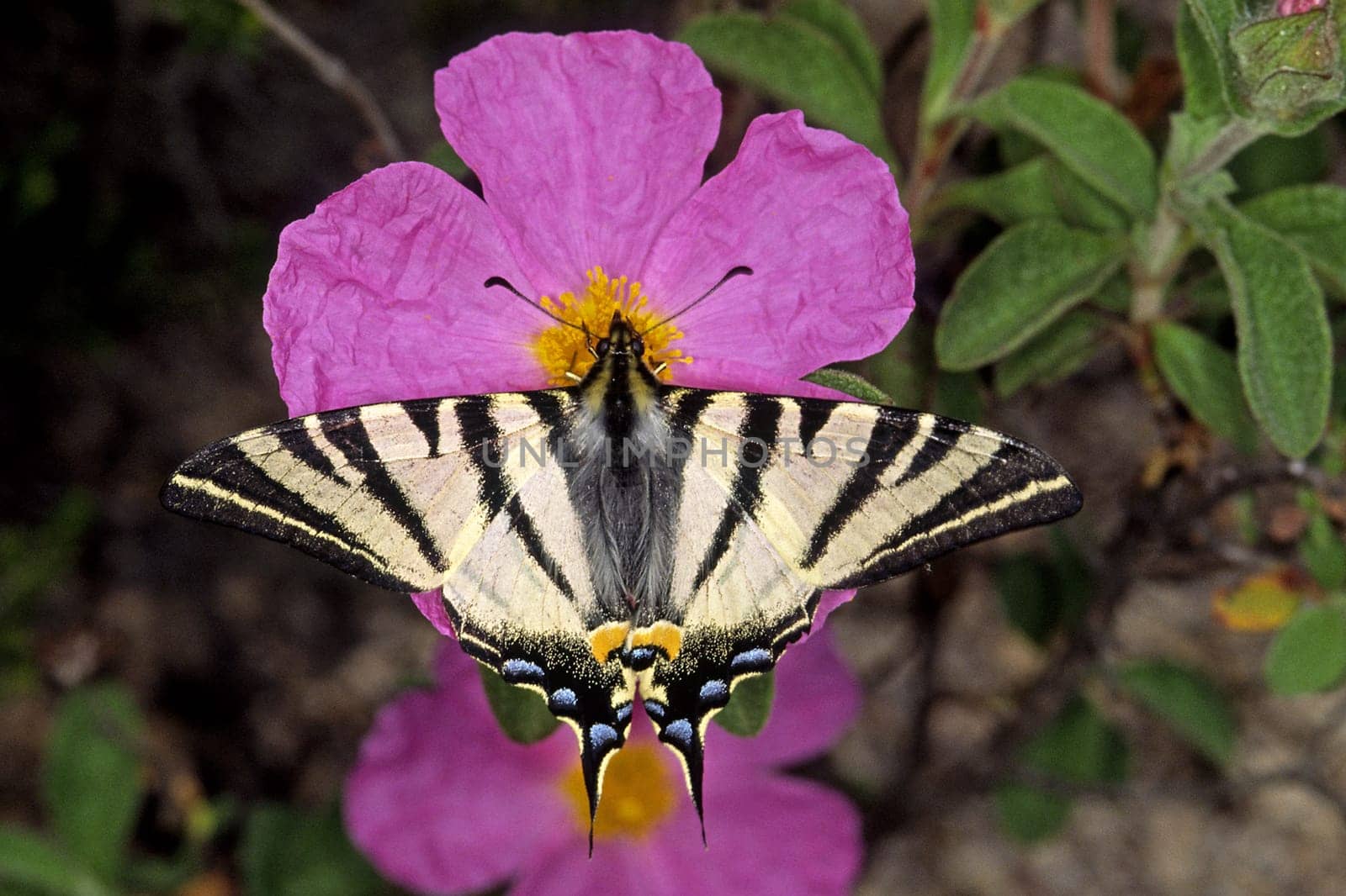 Iphiclides podalirius,Butterfly on cistus