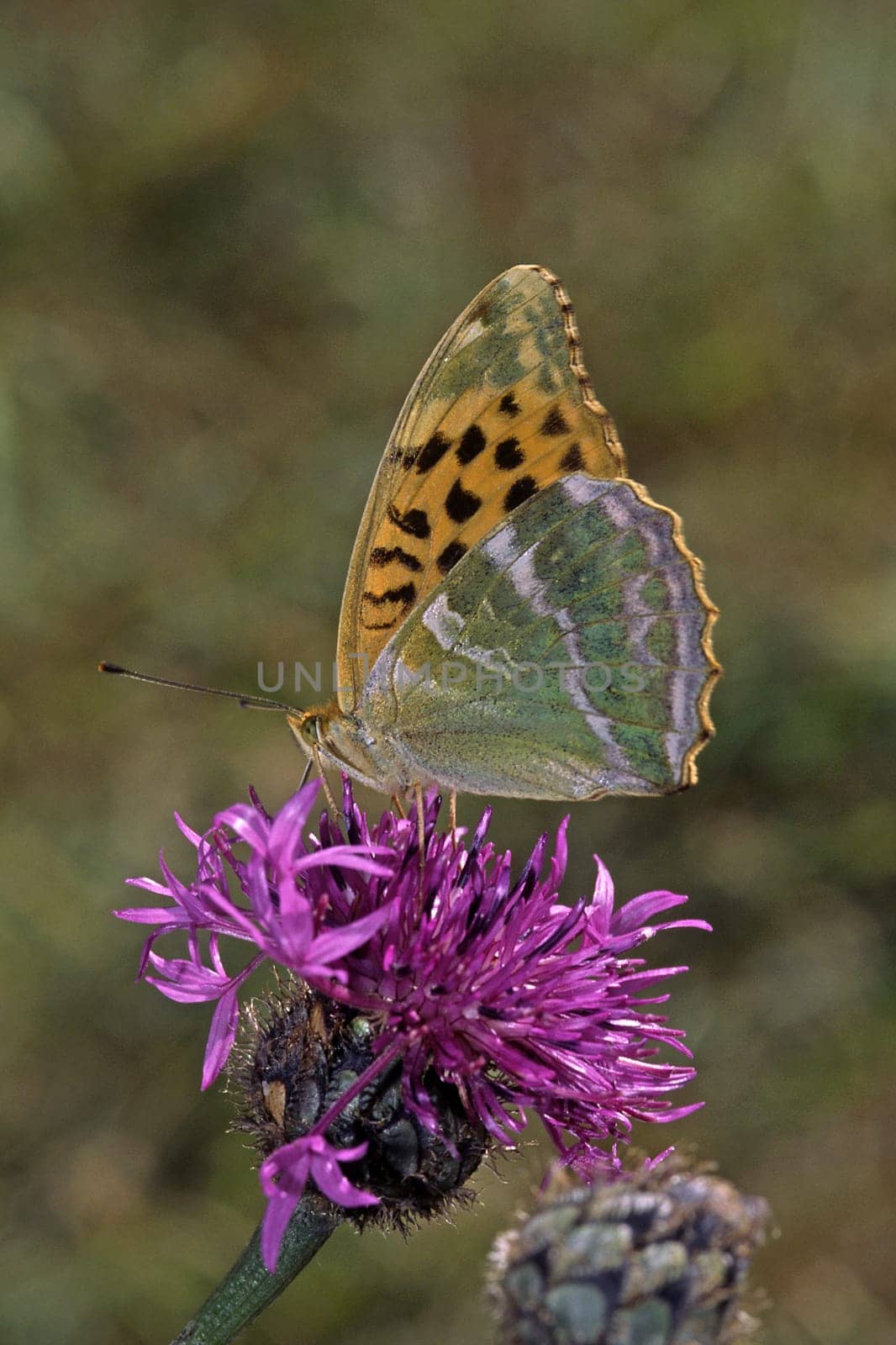 Argynnis paphia,Emperor's mantle on flake flower,Centaurea