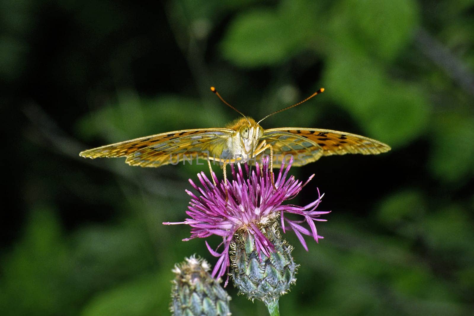 Argynnis adippe,March violet butterfly on flake flower,Centaurea