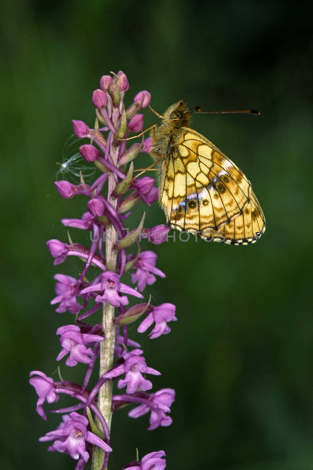 Brenthis ino,Violet silver butterfly on Handelwort,Gymnadenia,Wild orchid