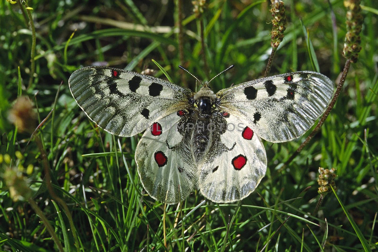 Parnassius phoebus,High Alpine Apollo on a mountain meadow