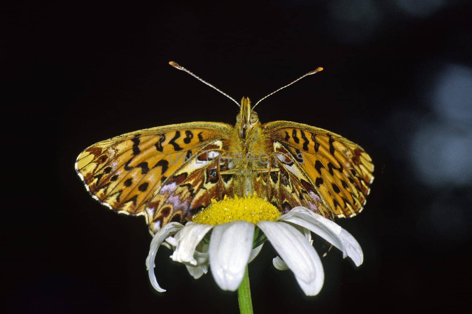 Boloria titania,Clossiana titania,Natterwurz mother-of-pearl butterfly on daisy