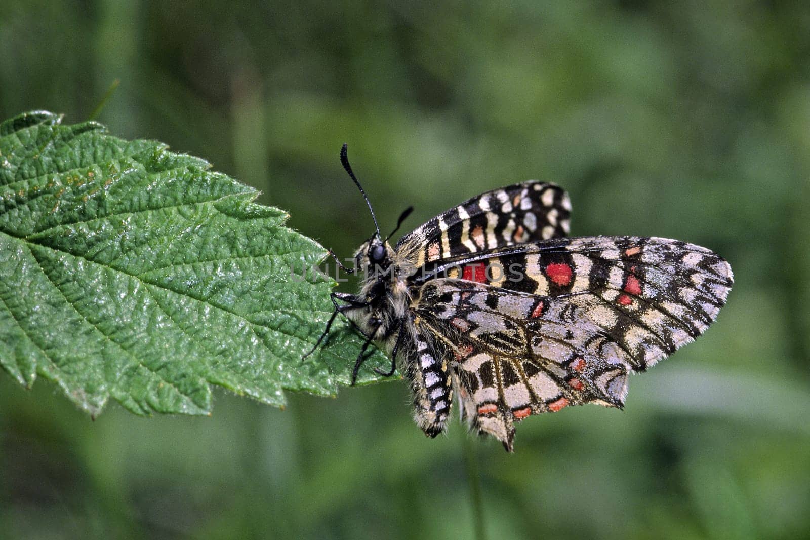 Zerynthia rumina,Spanish Easter moth