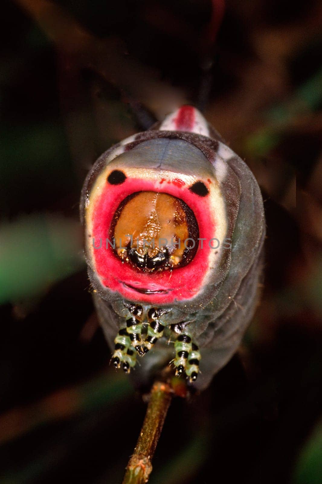 Cerura vinula,large forktail (caterpillar)