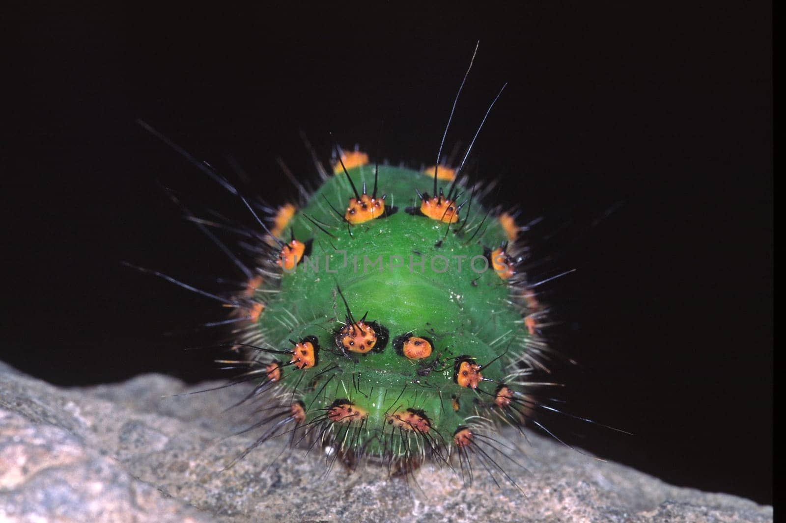 Eudia pavonia,Lesser Peacock Eye,Night-Tailed Caterpillar