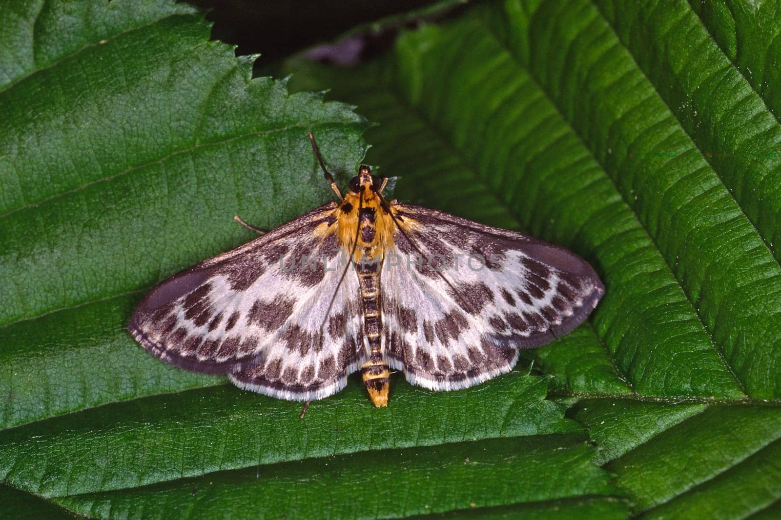 Eurrhypara hortulata, Eurrhypara urticae, Brennesselzünsler