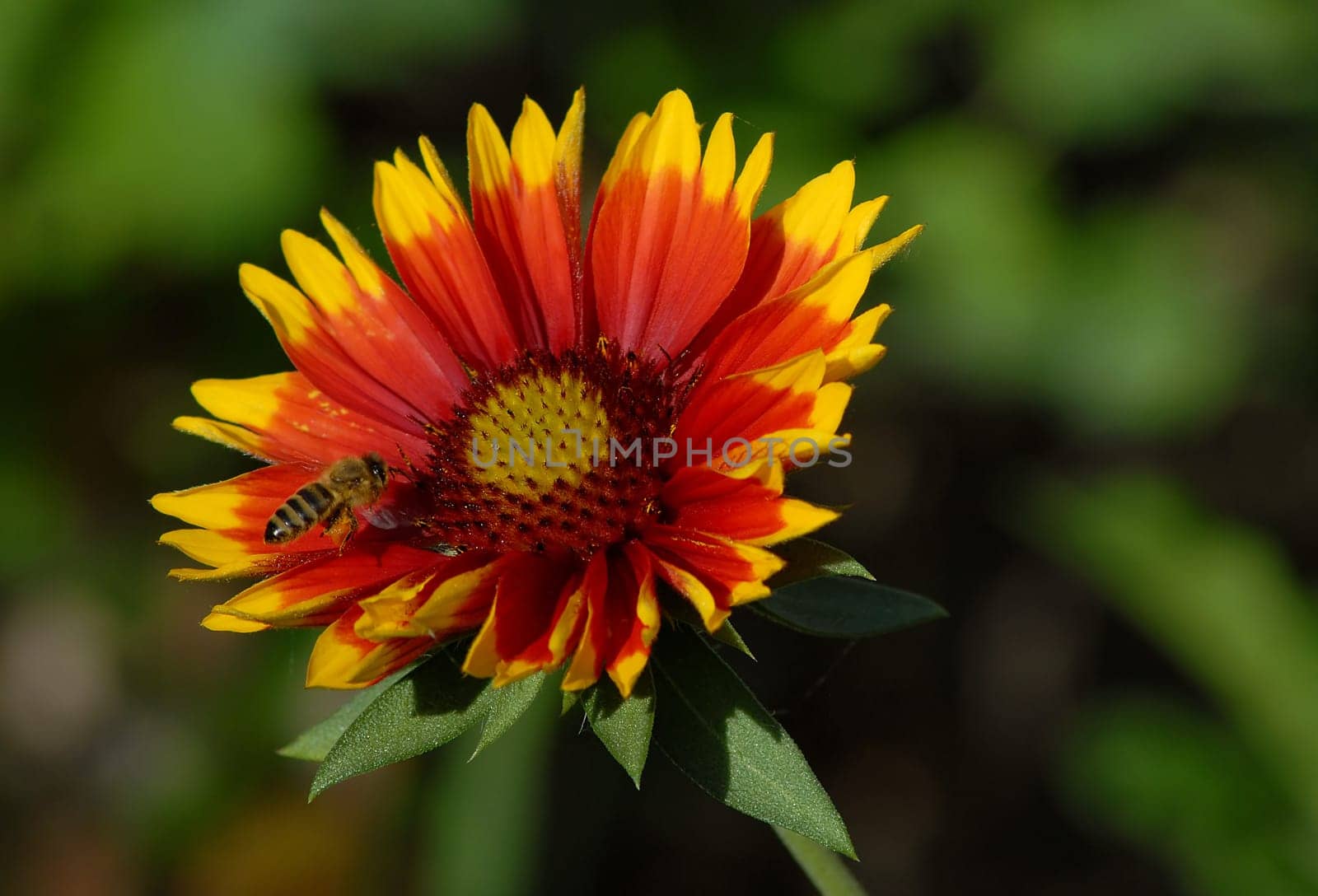 The last blossoms of the corcade flower in our garden....!