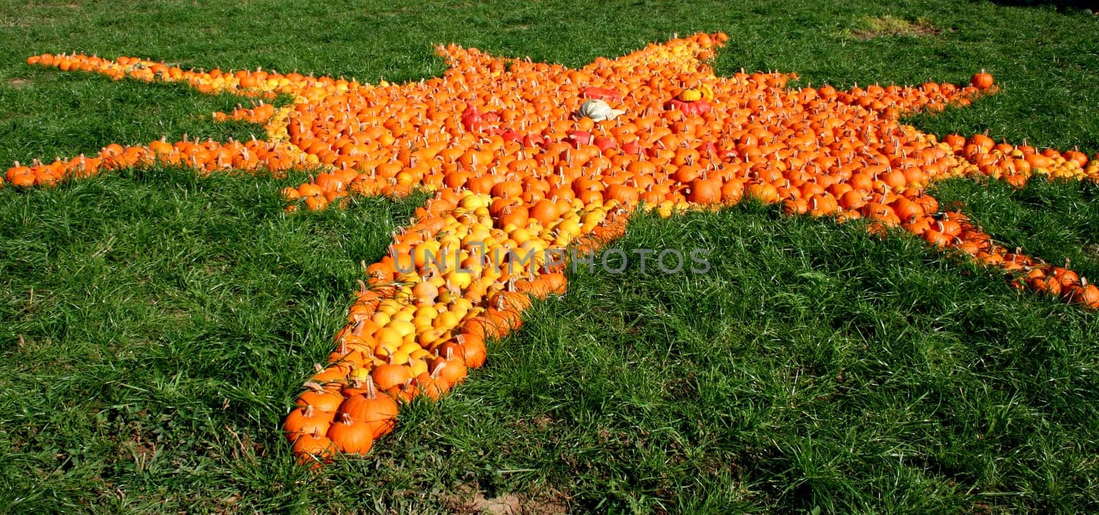 A different kind of presentation