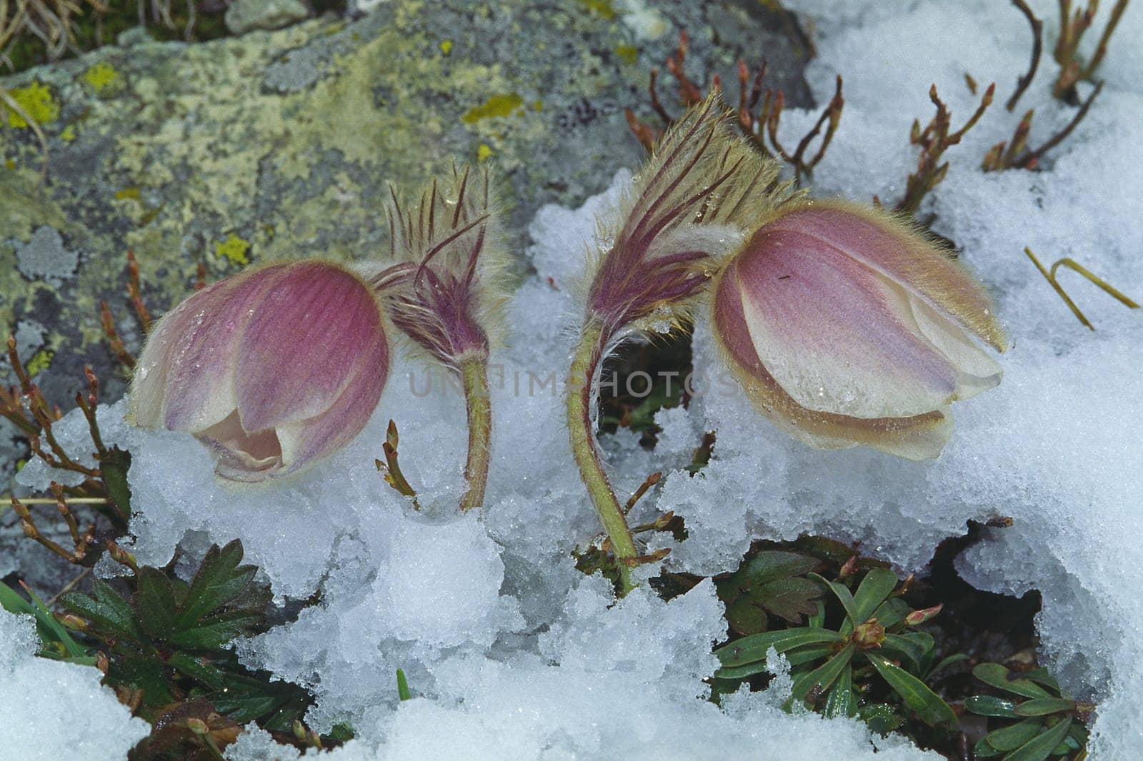 Pulsatilla vernalis,Spring Kitchen,Spring Culinary Clamp