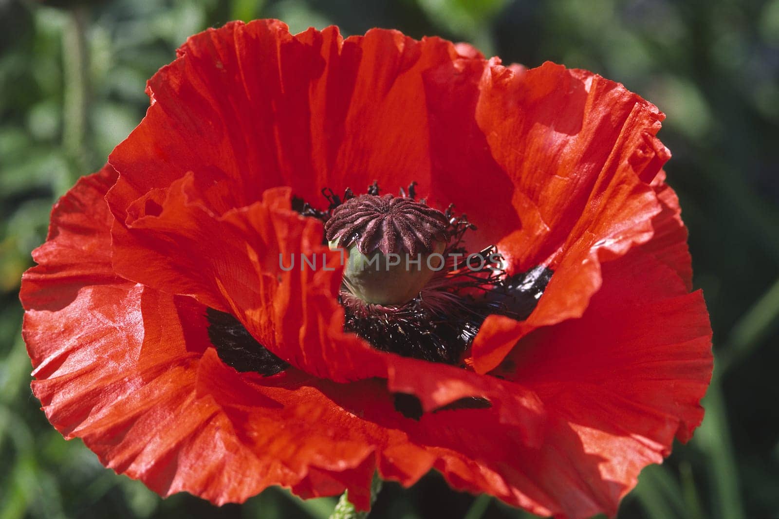 Papaver orientale,Big Jim variety,Turkish poppy