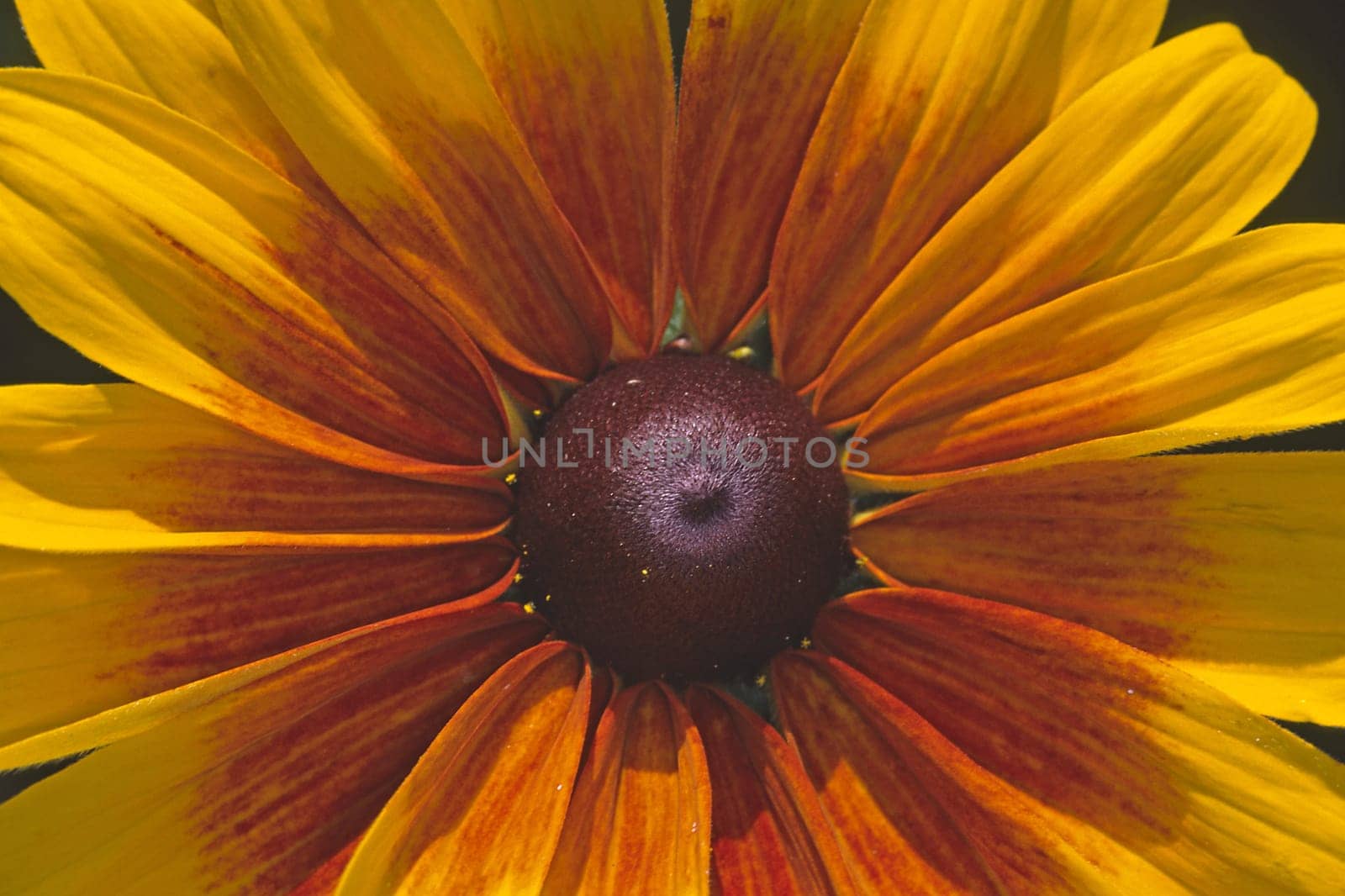 Rudbeckia hirta,Coneflower