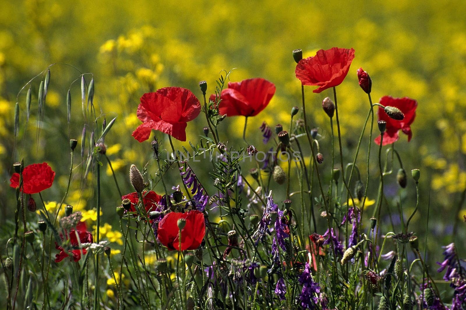 Wildflower meadow with poppies,Provence