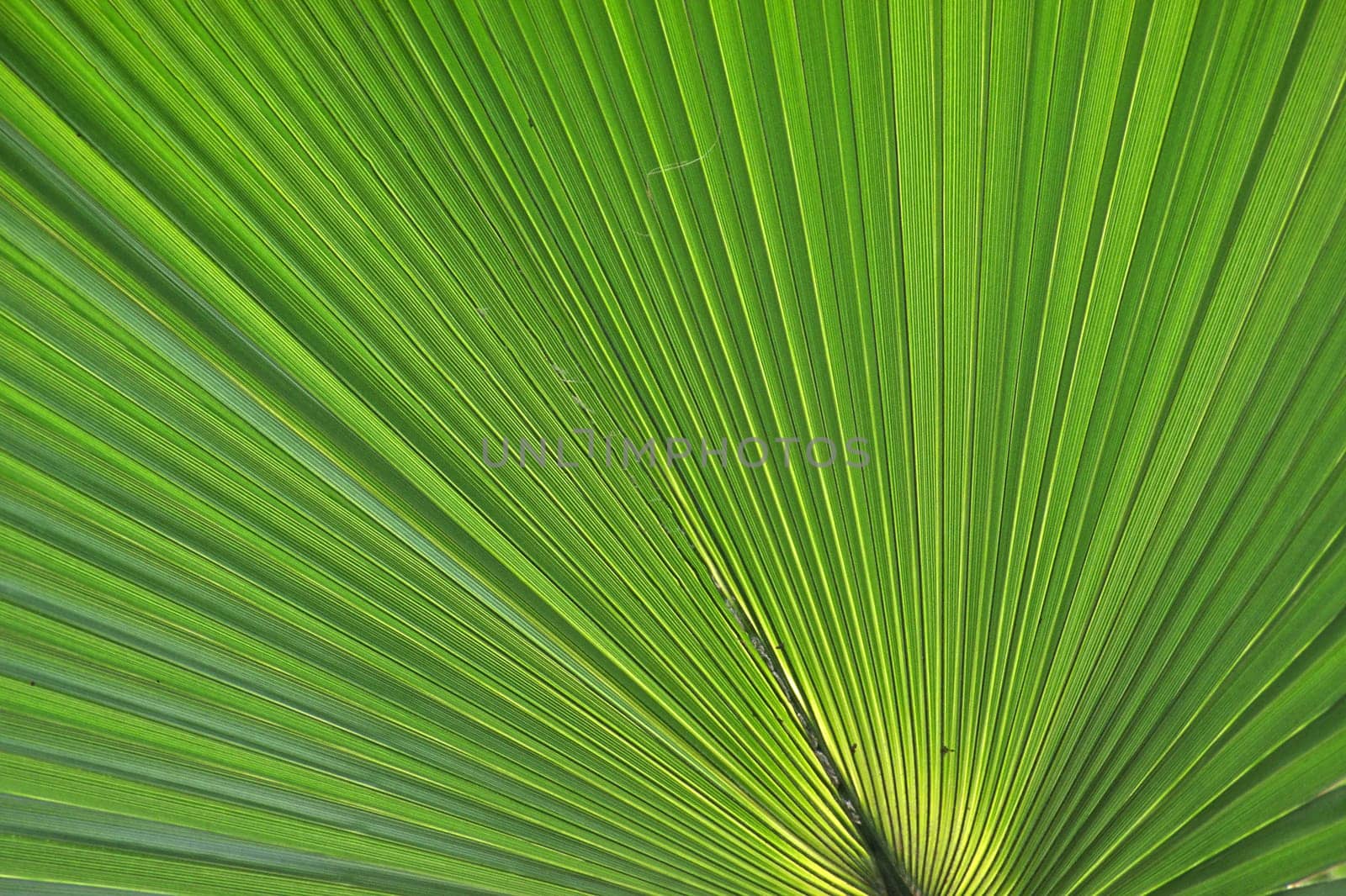 Palm tree,leaf detail