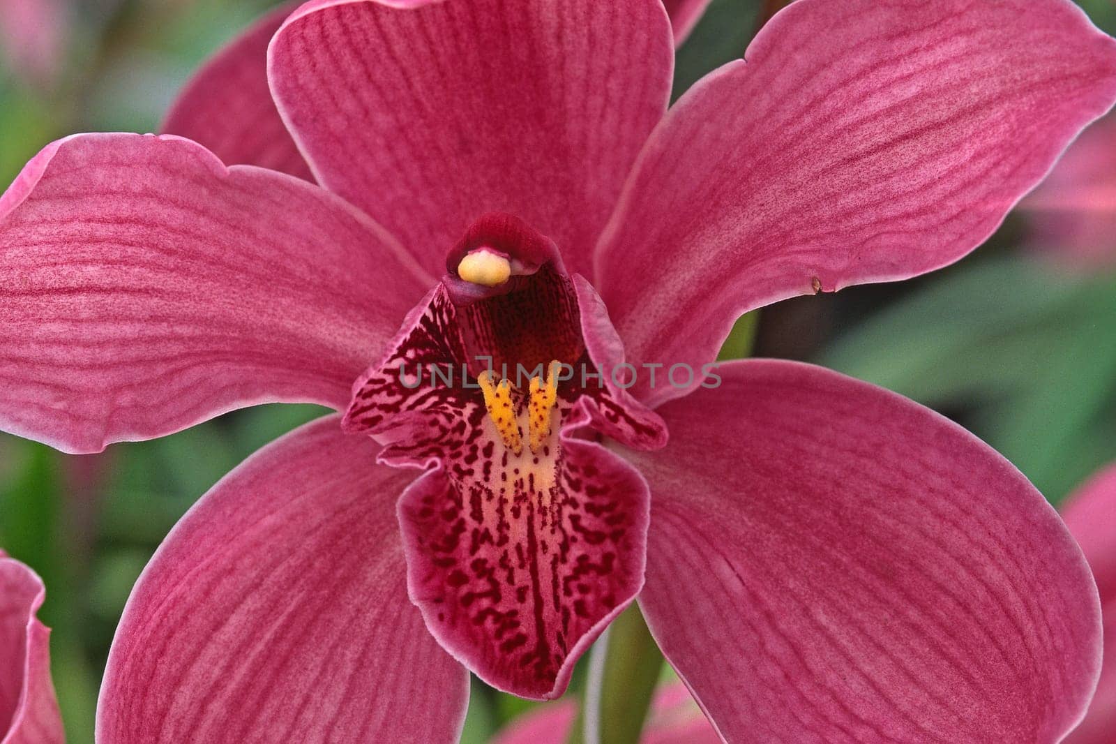 Cymbidium hybrid,Cymbidie (Kahn orchid) (detail)