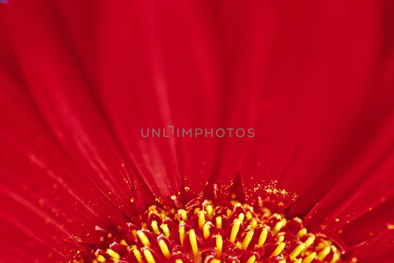 Gerbera, Blütendetail, Pflanzendetail