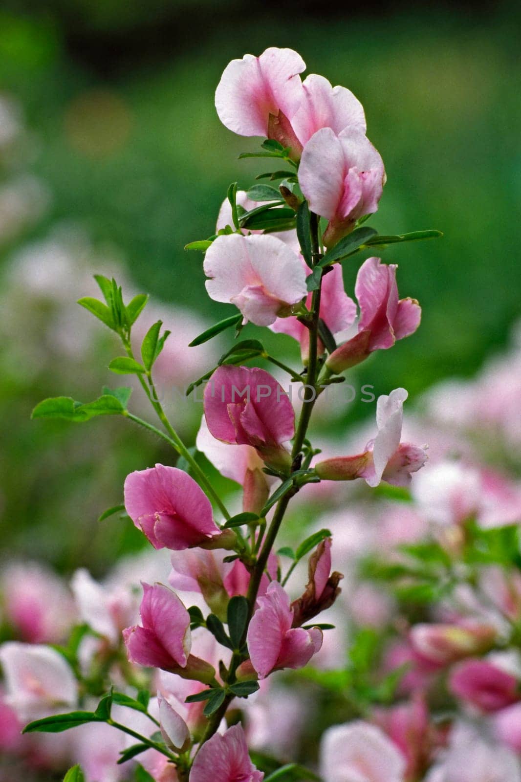 Cytisus purpureus,purple goat's clover